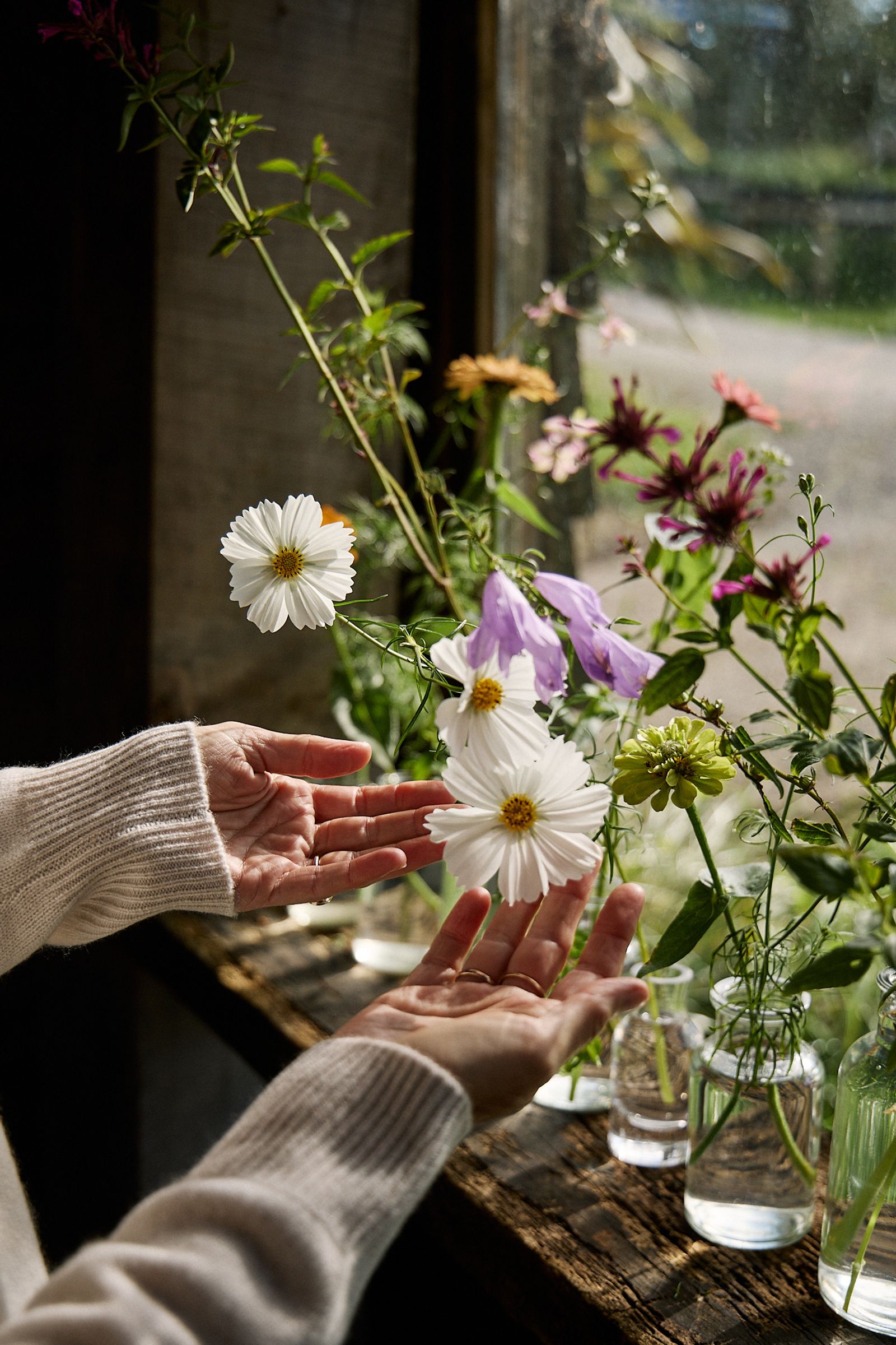 hands hold cosmos petals that are sitting in the window of barn
