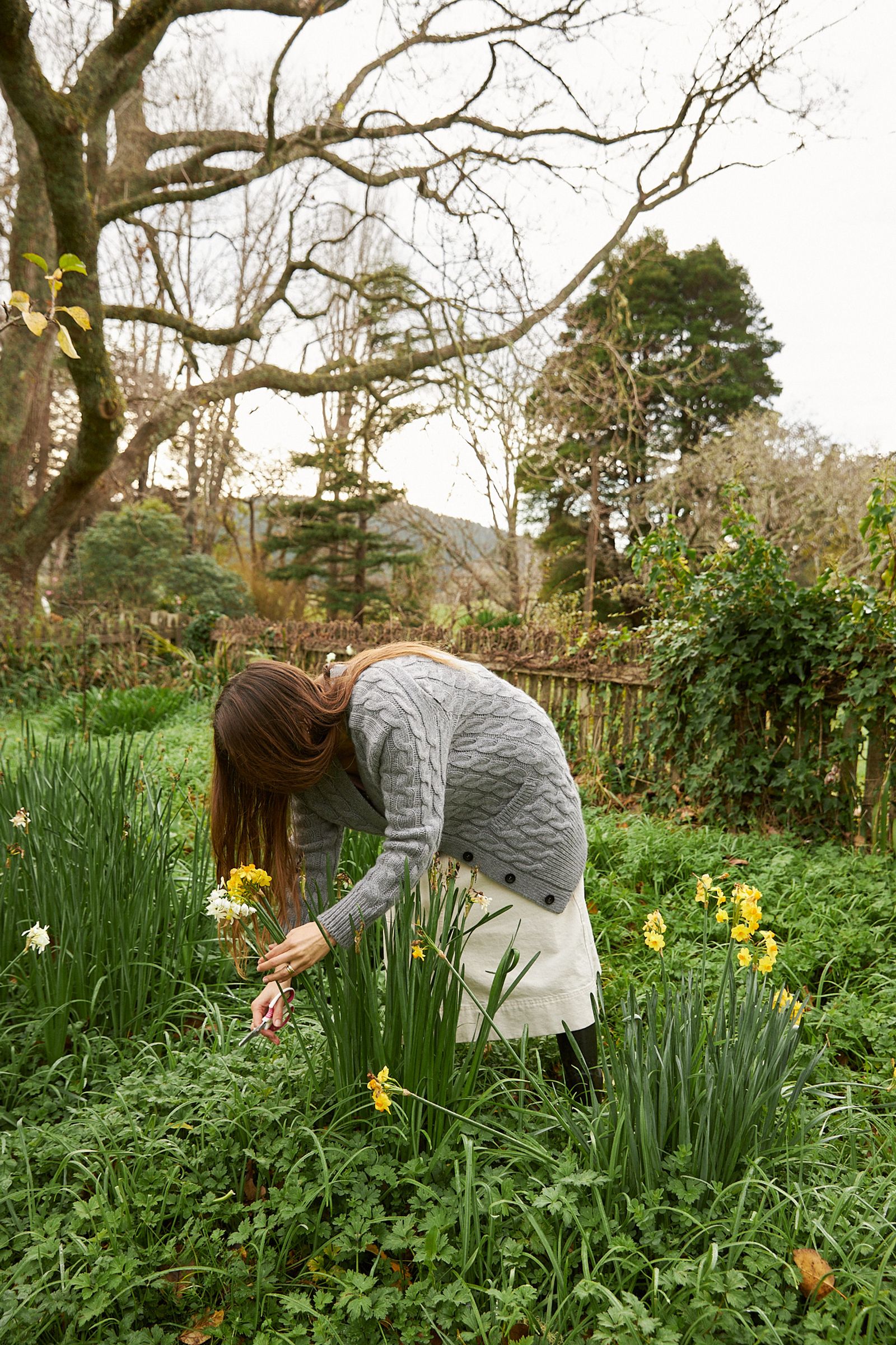 woman in grey cardigan cuts fresh daffodils from the farm