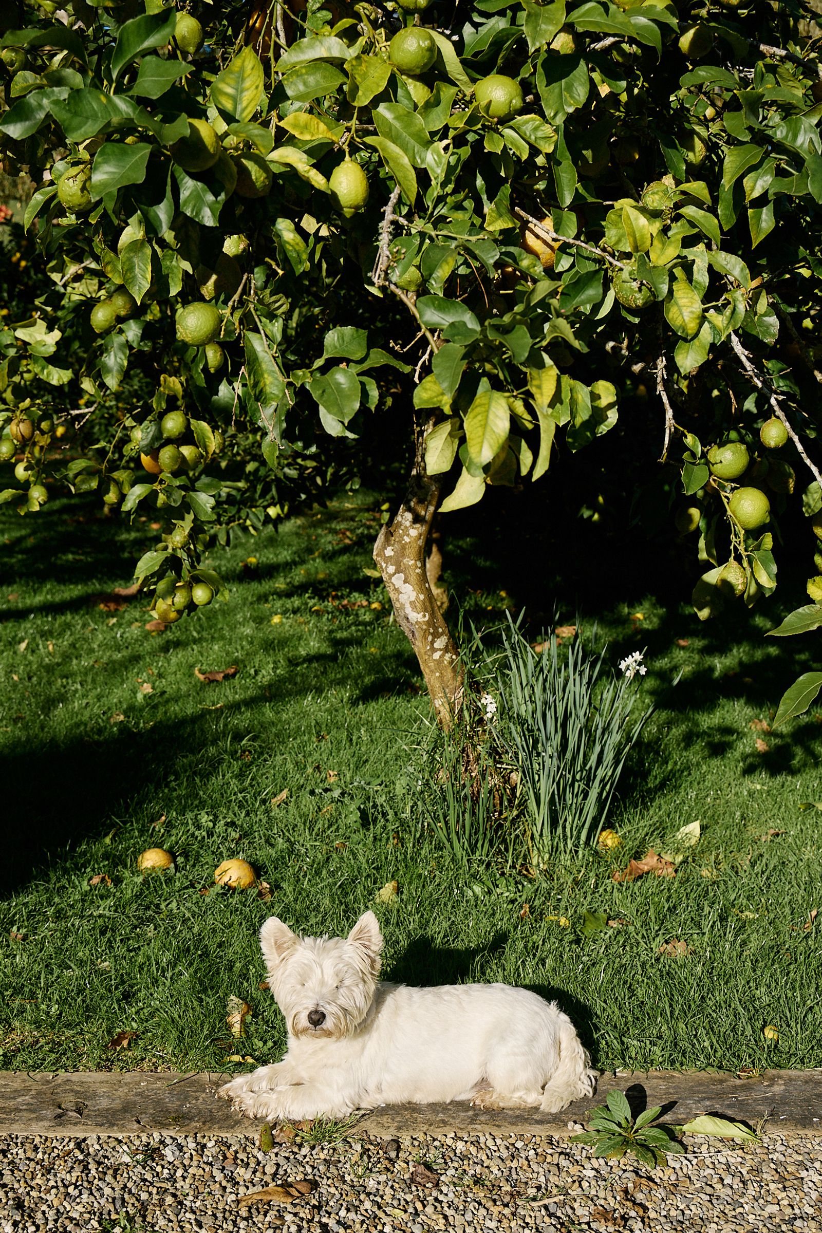 little dog sitting under the citrus trees in the sunshine