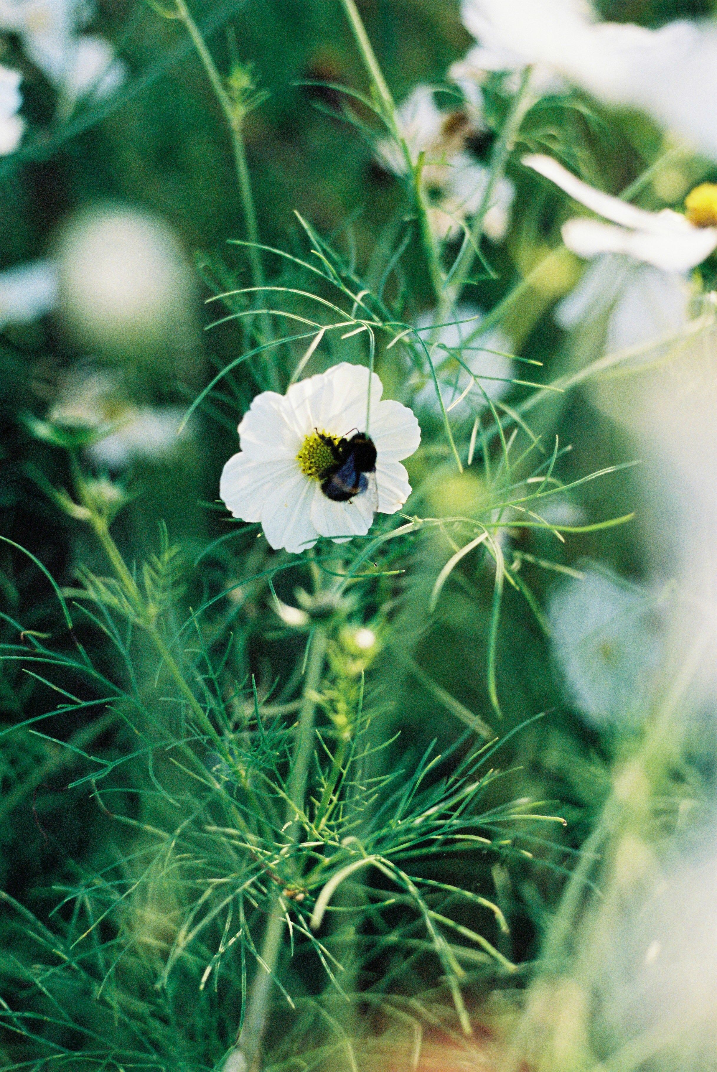 Close-up of white flower with bee in centre. Delicate petals surrounded by feathery green foliage, capturing the essence of a spring celebration.