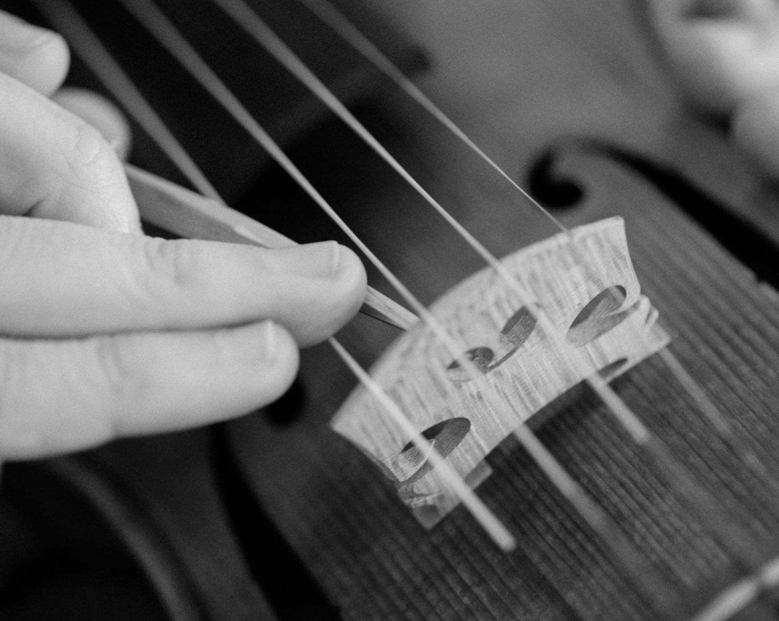 violin