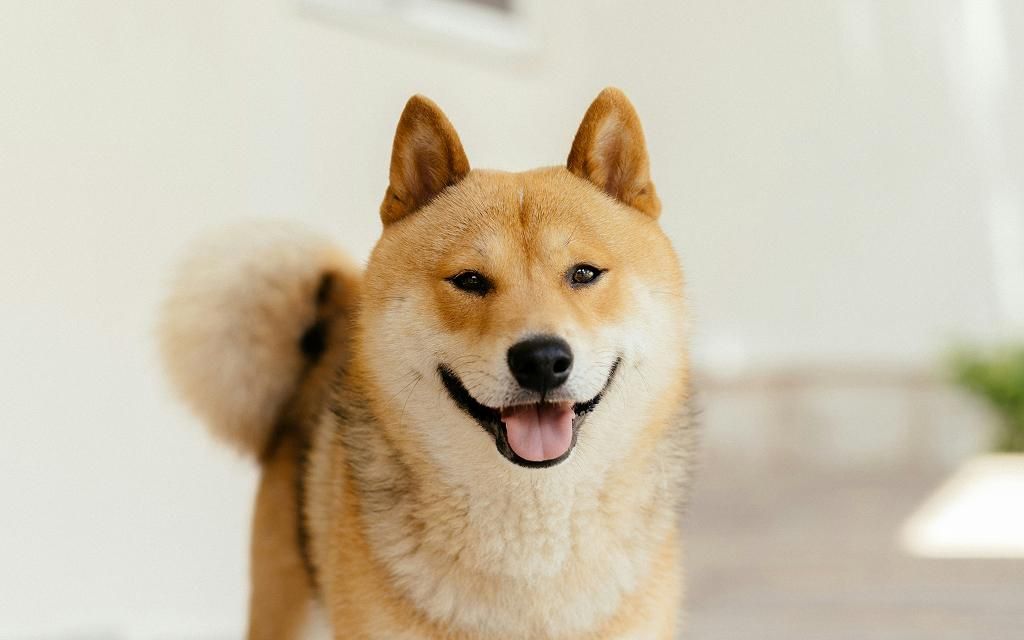 Shiba inu