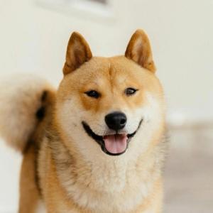 🐶 にほん で にんき の いぬ ランキング