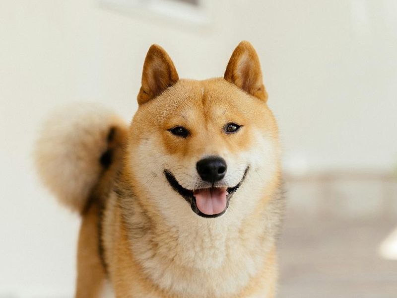 š¾ What Are Japanās Favorite Dogs? Top 15 Countdown! šÆšµš