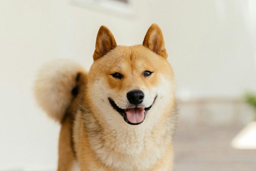 🐶 にほん で にんき の いぬ ランキング