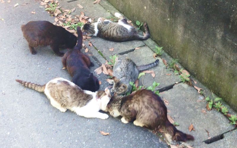 How many cats are there?