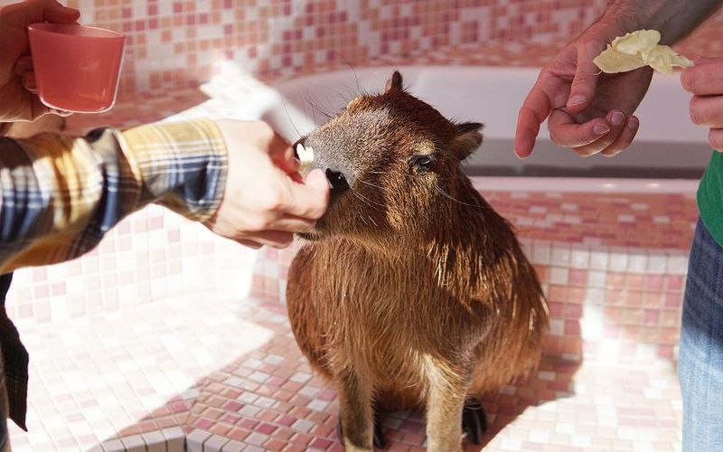 Feeding a capybara