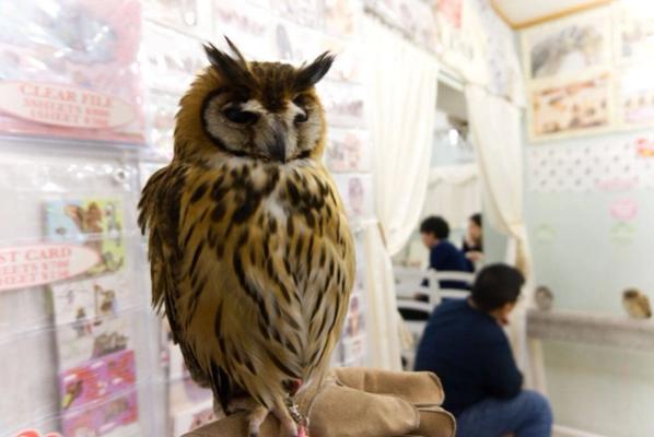 Meet 30+ Owls at Akihabara’s Most Magical Café