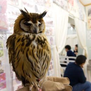 秋葉原 で 30羽 を 超える フクロウ と 出会う ― 特別 な 癒し 空間 「アキバフクロウ」