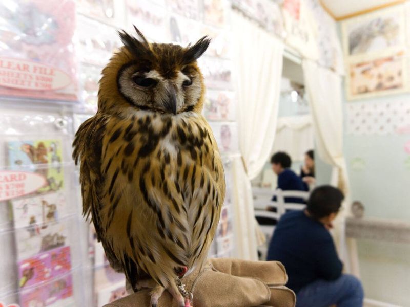 Meet 30+ Owls at Akihabaraās Most Magical CafĆ©