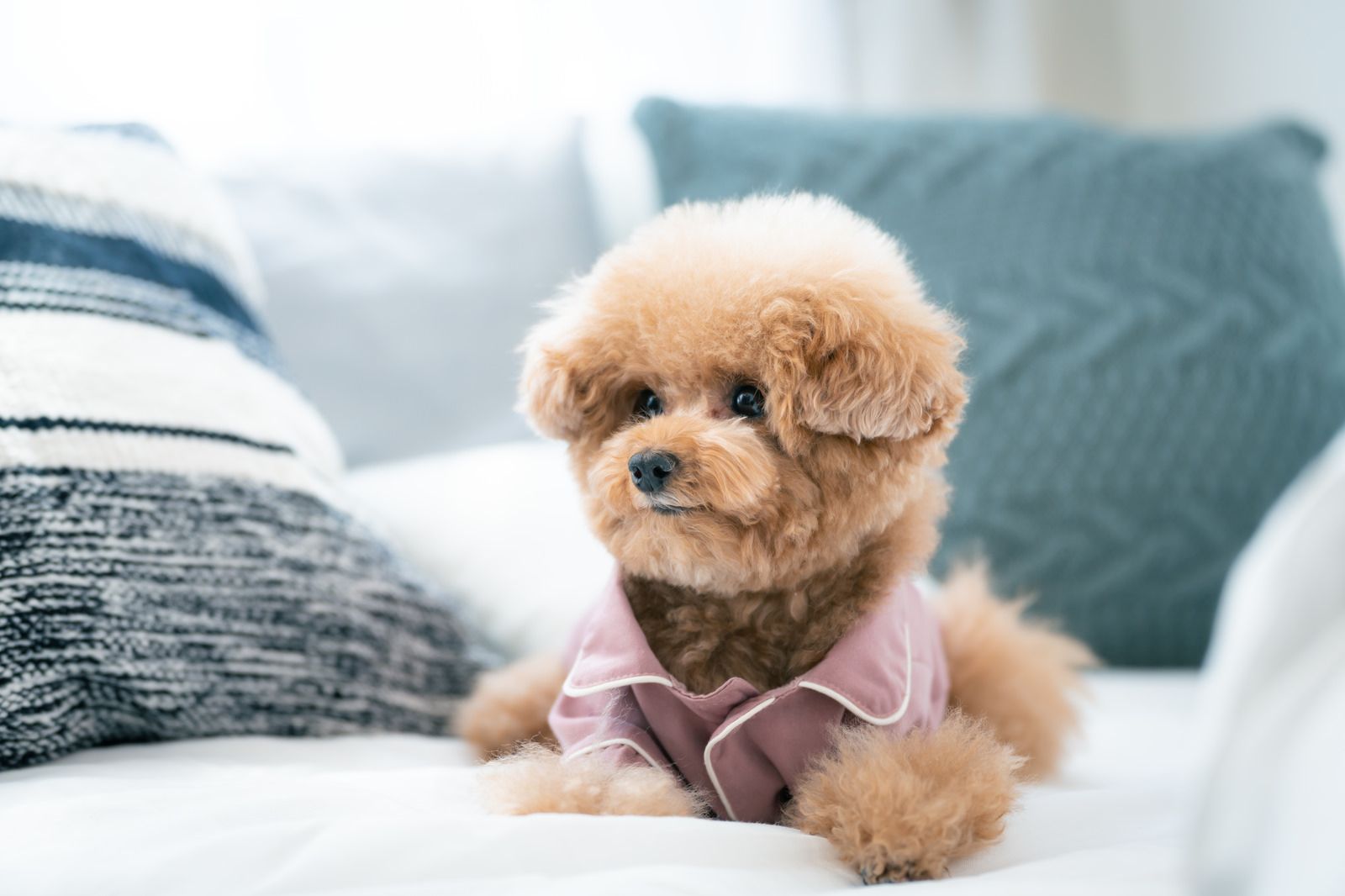 Cute mini poodle in a shirt