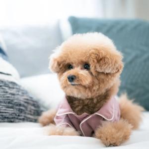 🐶 どうして 日本 では 小さい 犬 が 多いの?