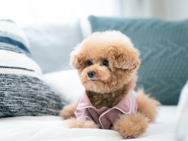 š¶ Whatās with All the Tiny Dogs in Japan?