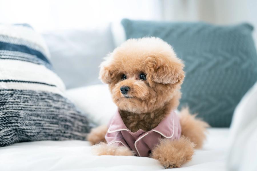 🐶 どうして 日本 では 小さい 犬 が 多いの?