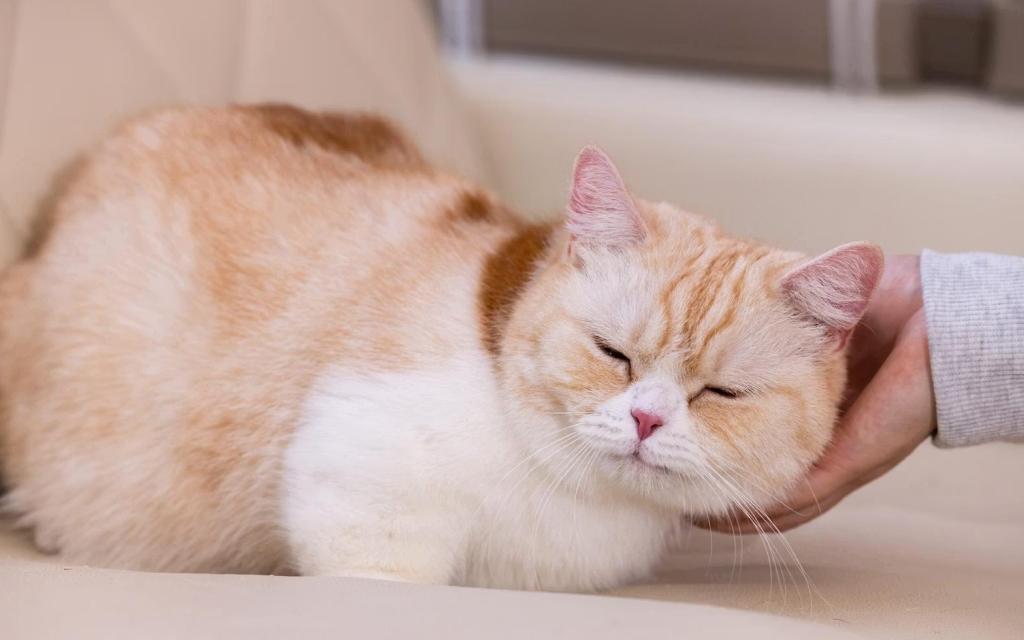 Petting a cat at a cat cafe