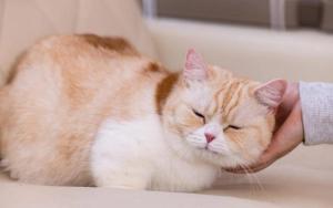 🐾 A Guide to Animal Cafés in Japan: From Cats to Capybaras