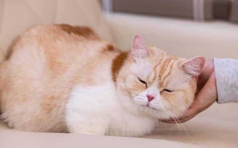 🐾 A Guide to Animal Cafés in Japan: From Cats to Capybaras