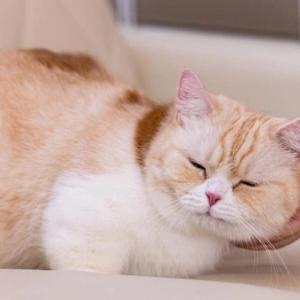 🐾 日本 の 動物カフェ 完全 ガイド!猫 から カピバラ まで 楽しむ 癒し の 空間 を ご紹介