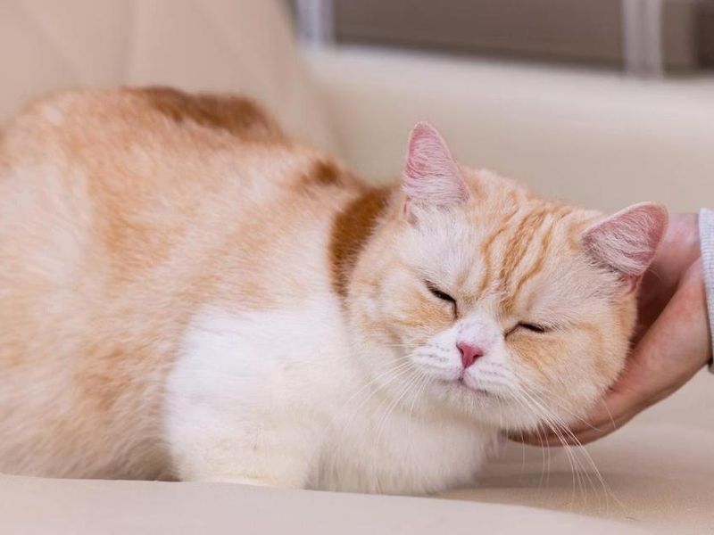 š¾ A Guide to Animal CafĆ©s in Japan: From Cats to Capybaras