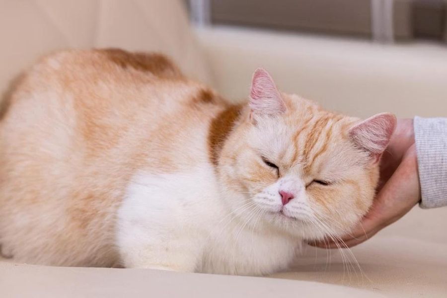 🐾 にほん の どうぶつカフェ を ご紹介!