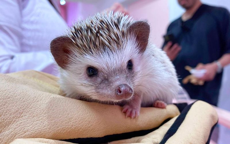 Hedgehog at Kawaii Land Kyun Kyun
