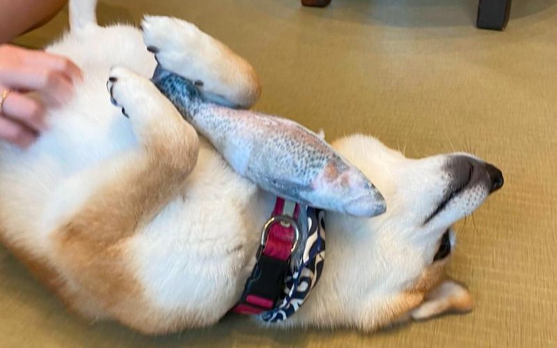A Shiba Inu at Mameshiba Cafe relaxing with a fish toy
