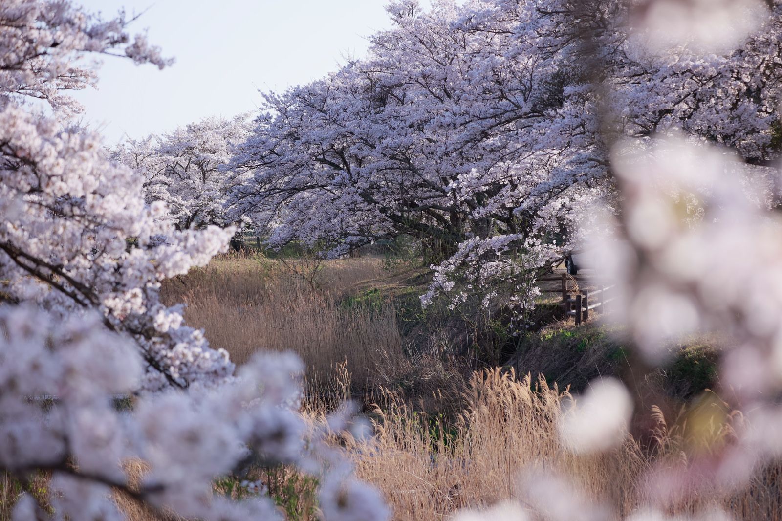 Cherry blossom trees in bloom in Japan