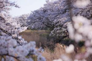 🌸 日本 の 桜シーズン：いつ・どこ・なぜ 心 を 動かす のか？
