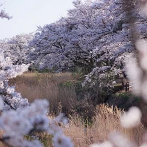 🌸 日本 の 桜シーズン:いつ・どこ・なぜ 心 を 動かす のか?