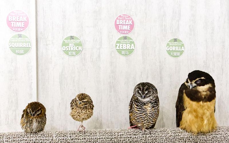 Owls at Akiba Fukurou