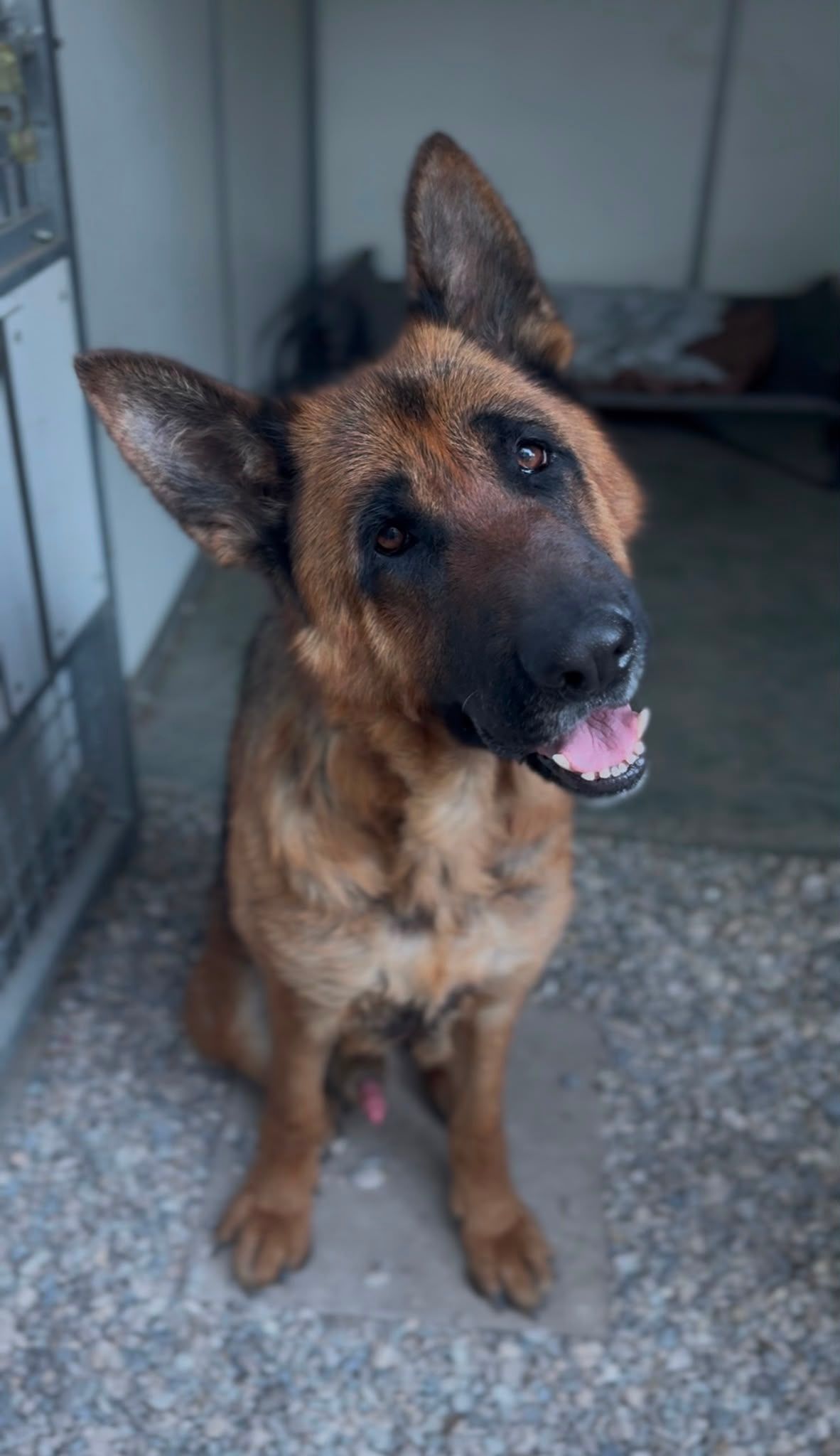 Paul - ein Schäferhund findet zurück ins Leben
