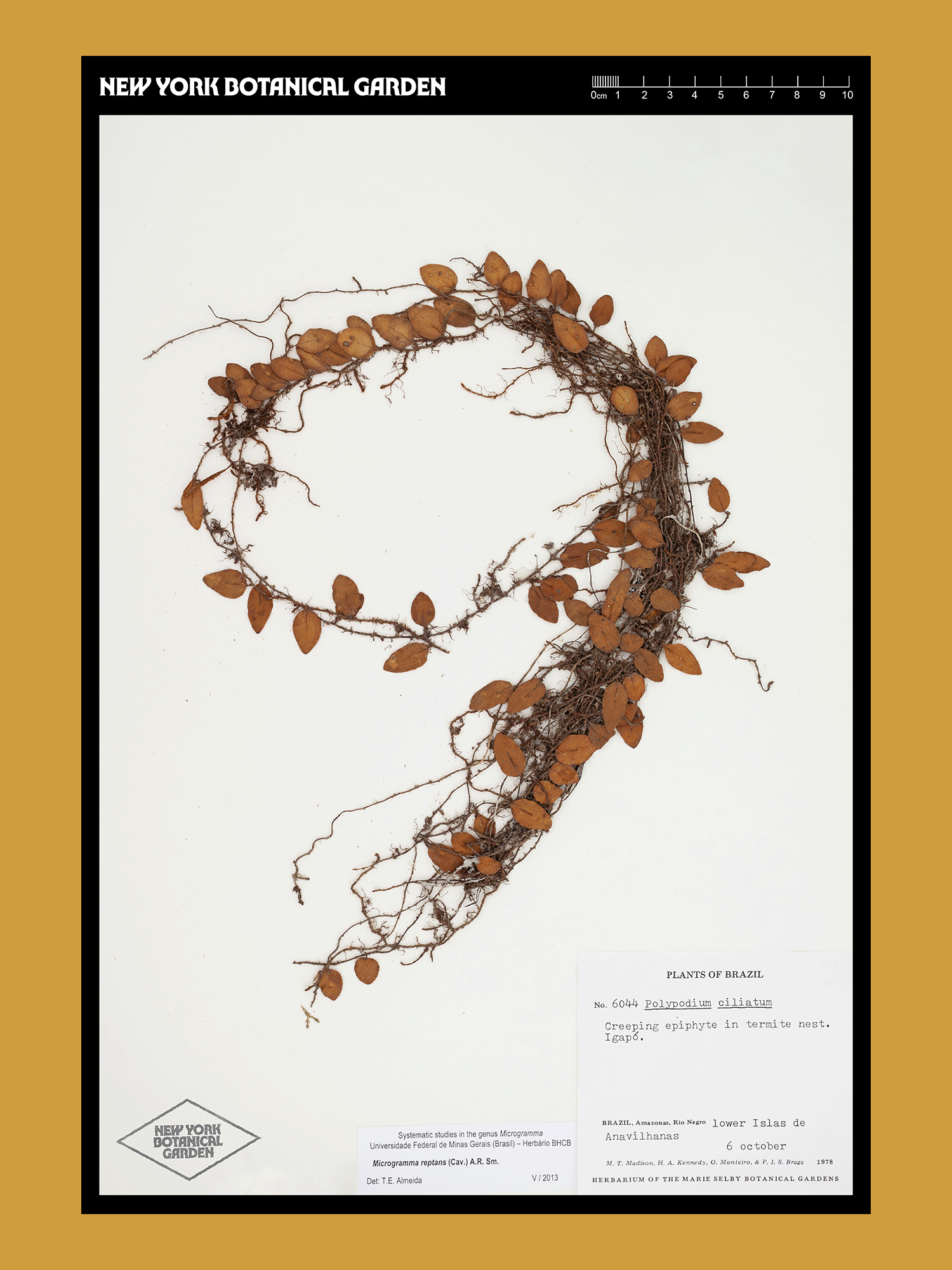 New York Botanical Garden — Application