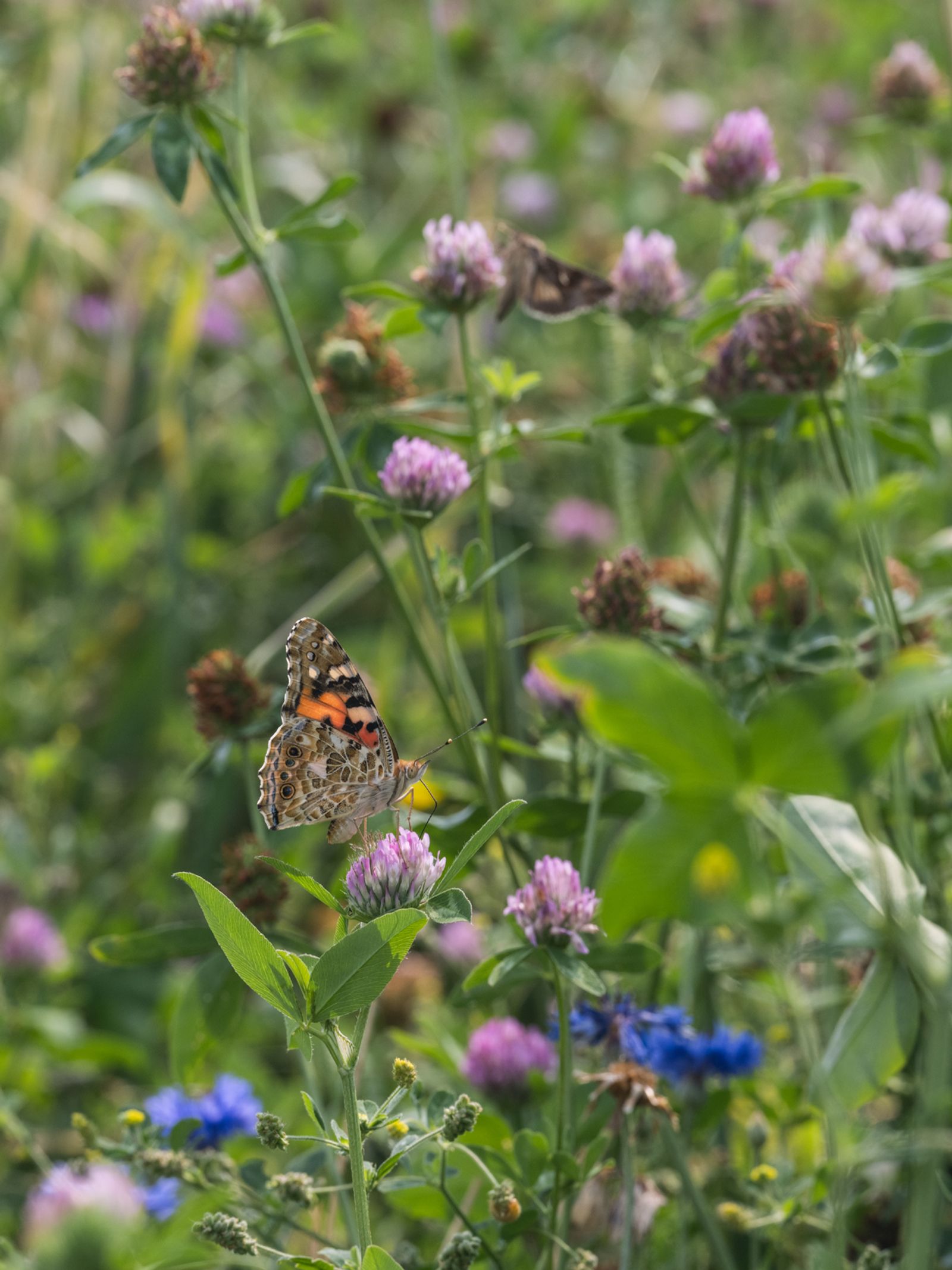 Painted Lady Butterfly on Clover, Italy, 2021