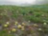 Watermelon Patch, Twin Oaks Community, Virginia 2009