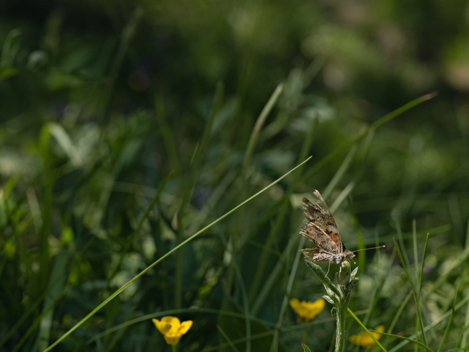 Elderly Painted Lady Butterfly, Italy, 2021 