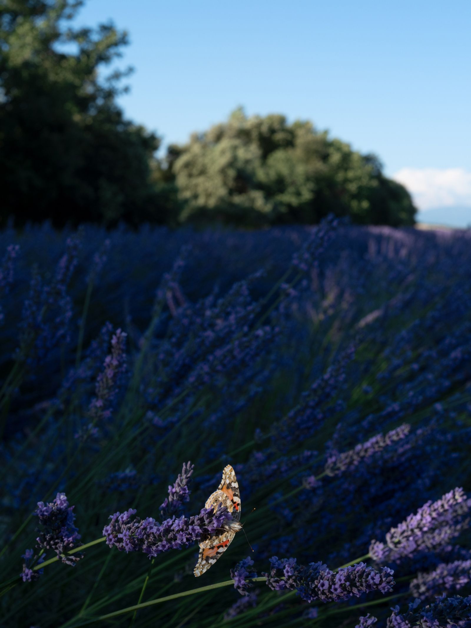 Painted Lady Butterfly on Lavender, France, 2023