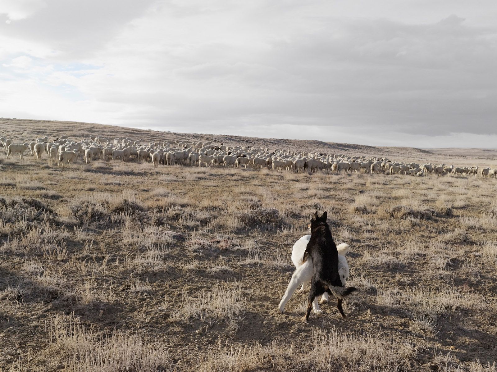 Guarding Sheep, Bitter Creek, Wyoming 2010