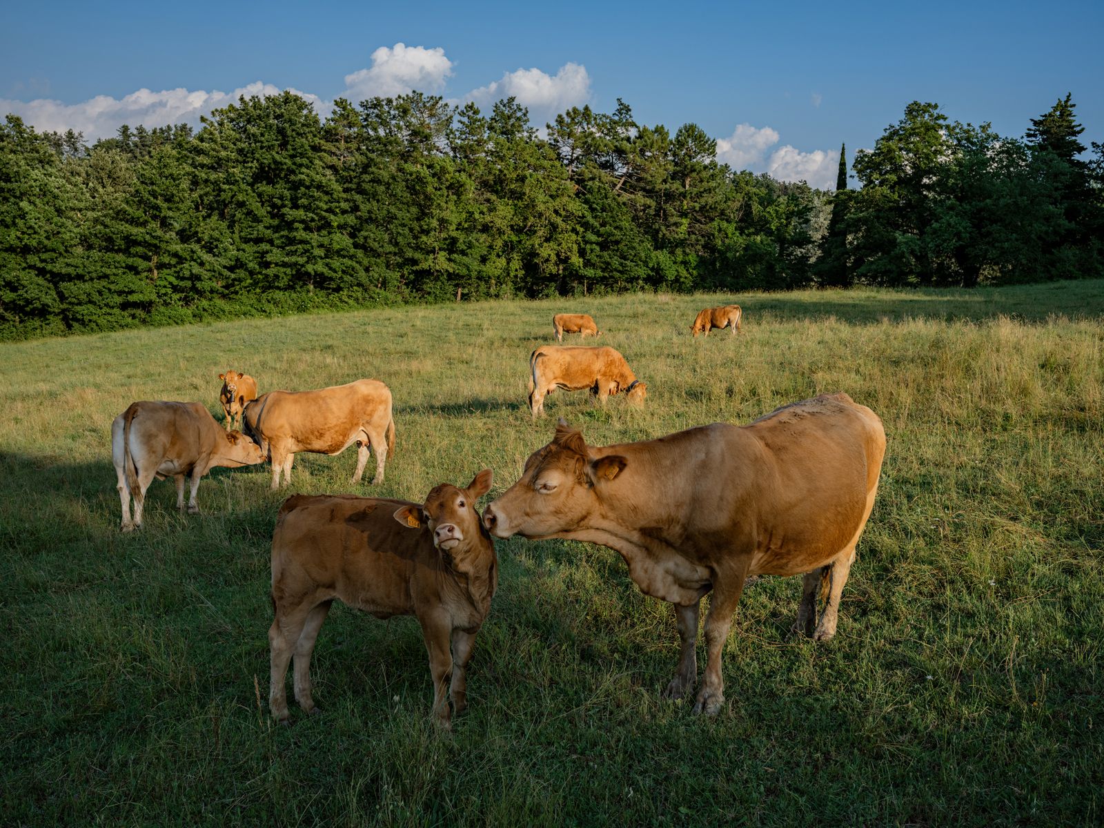 Cows at Casa Boschi, Italy, 2021