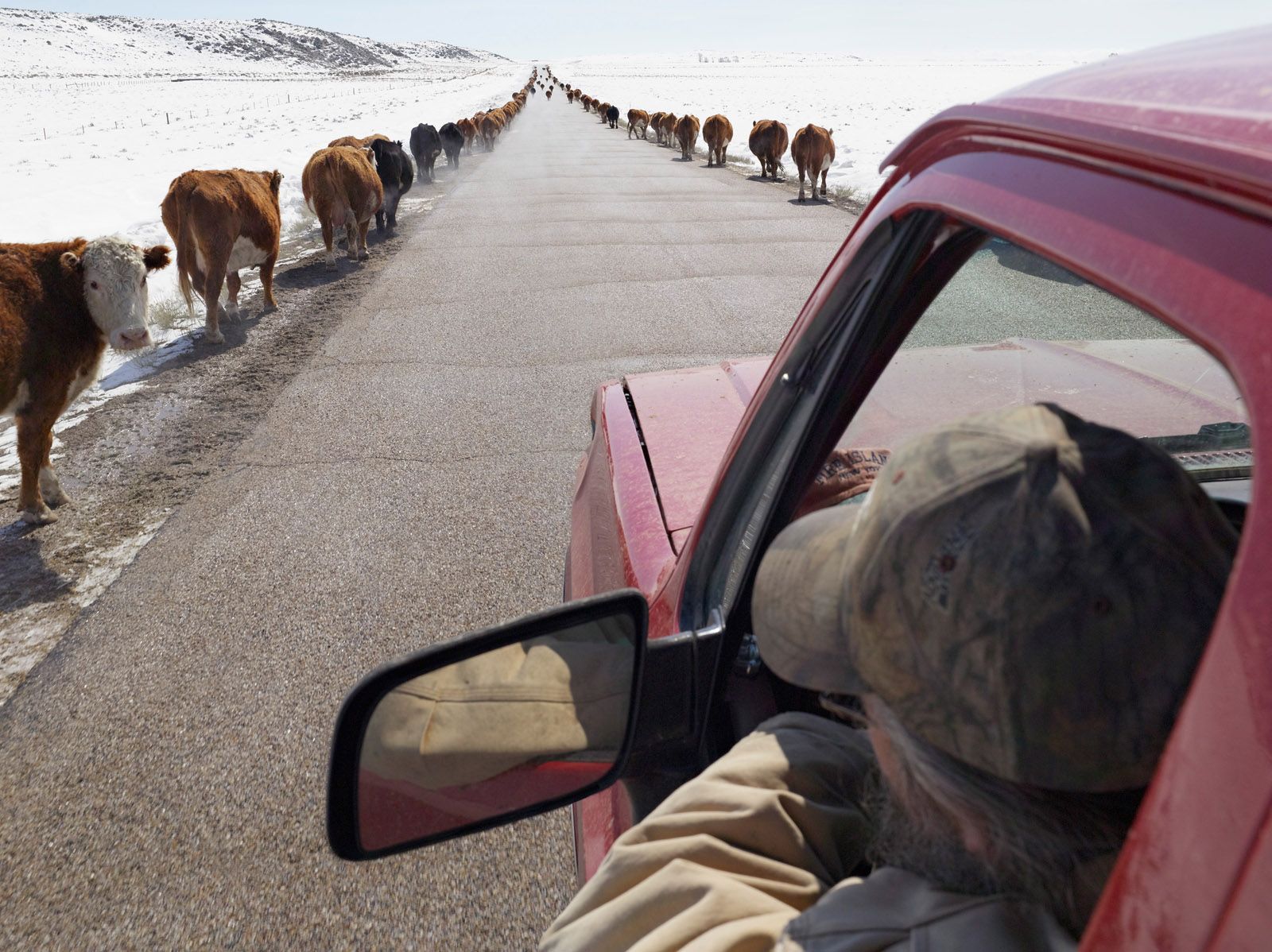 Moving Cattle to Spring Pasture, Boulder, Wyoming 2011