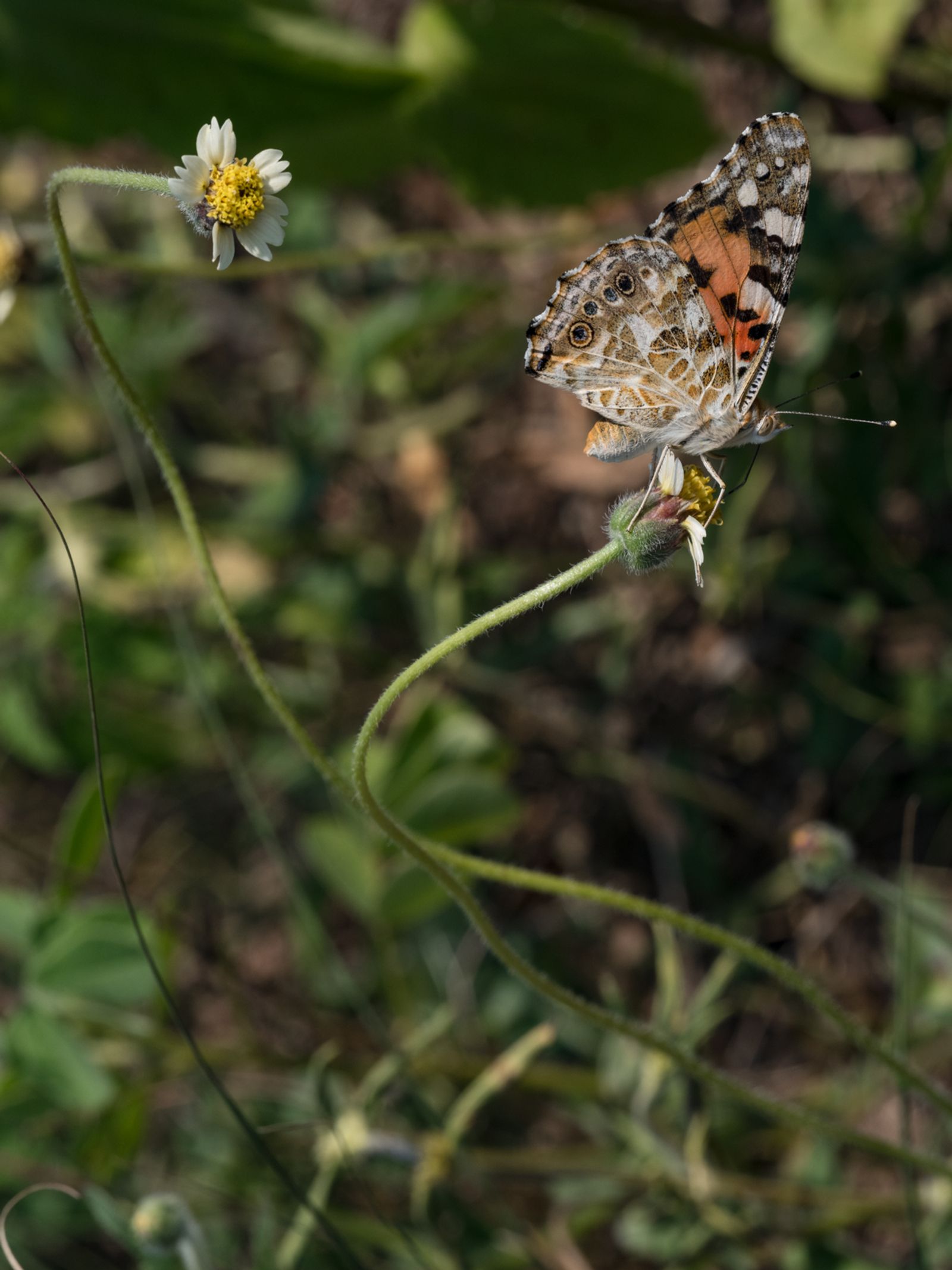 Painted Lady Butterfly on a Tridax Daisy, Côte d'Ivoire, 2022