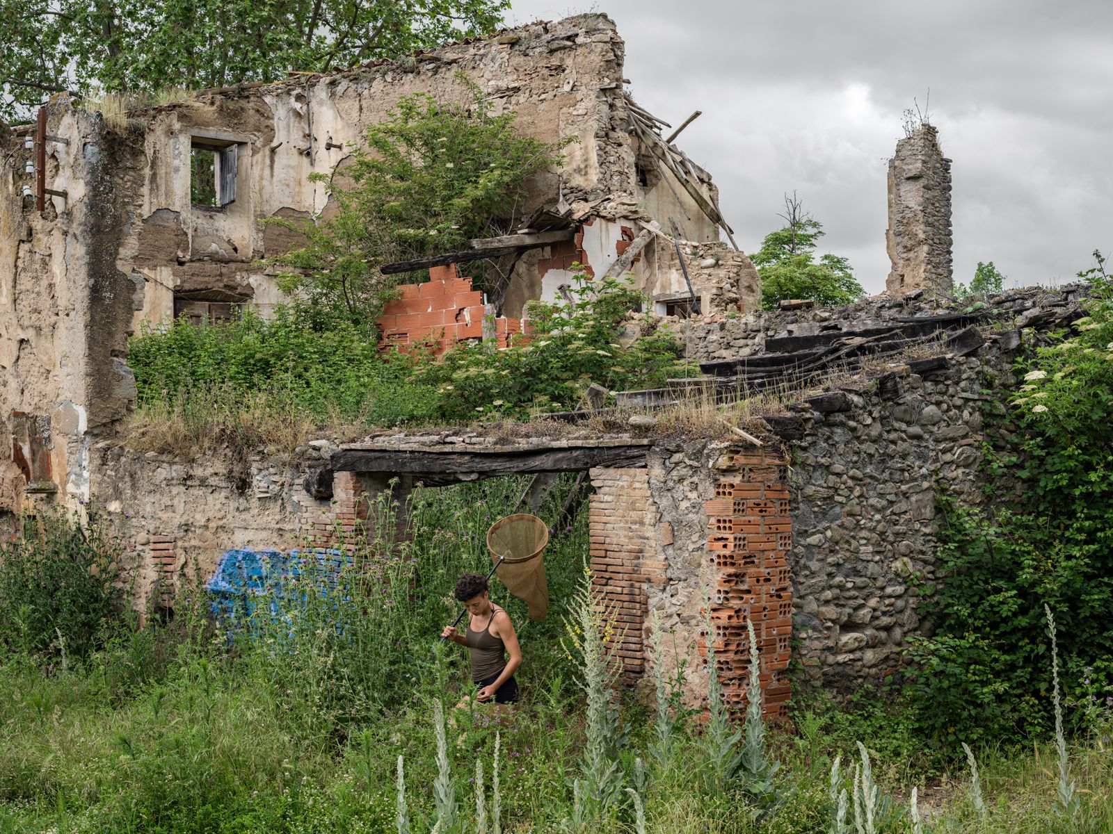 Aurora Looking for Painted Lady Caterpillars, Spain, 2021