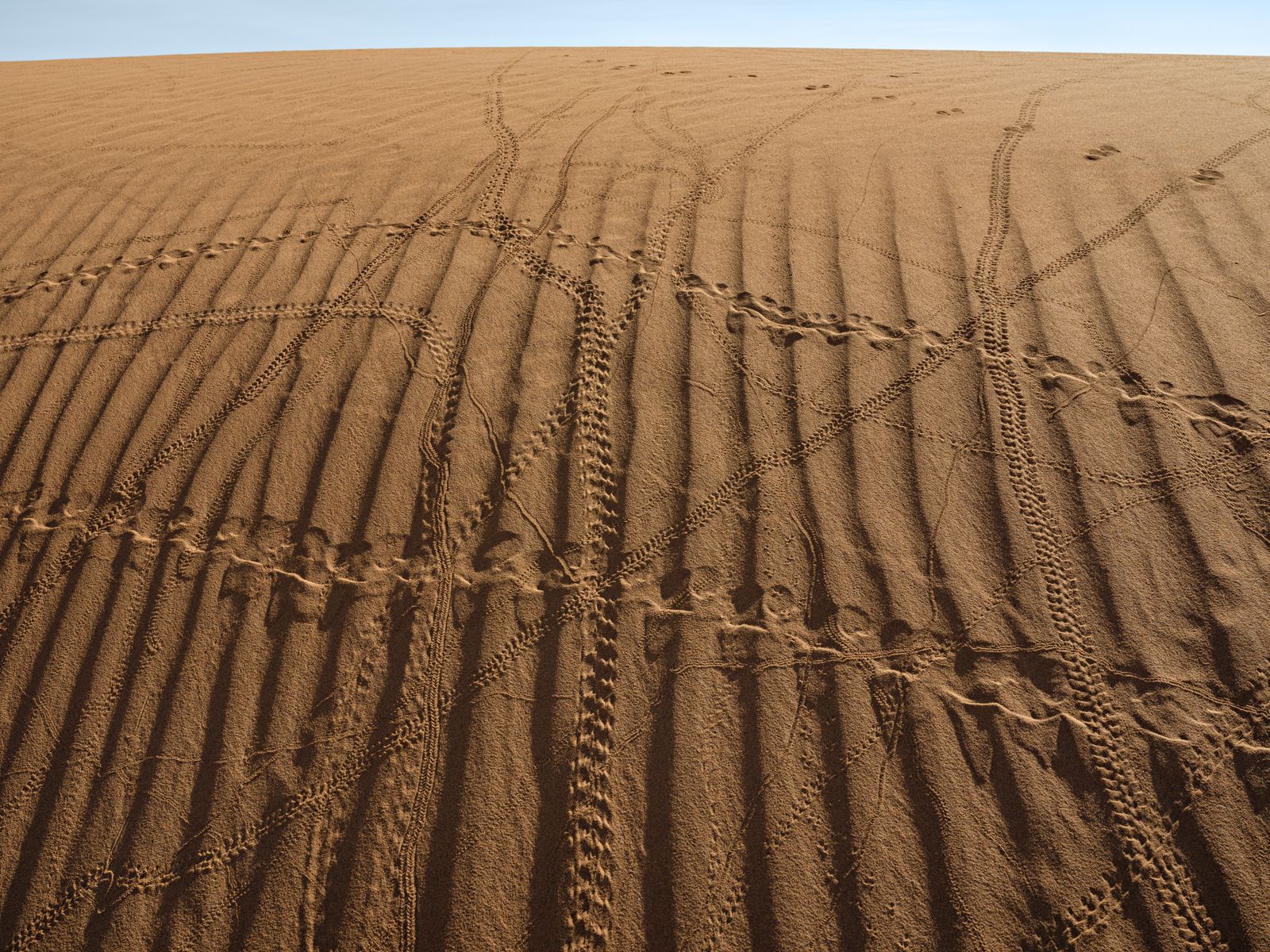 Tracks from Insects (Plus Two Lizards and One Mouse), Morocco, 2022