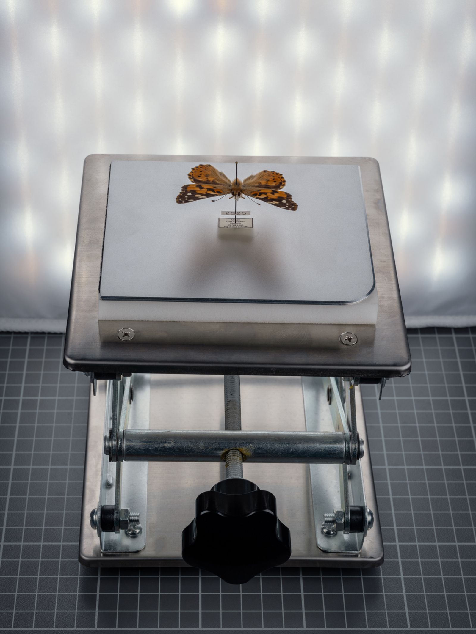 Painted Lady Butterfly, Museum für Naturkunde Berlin, Germany, 2022