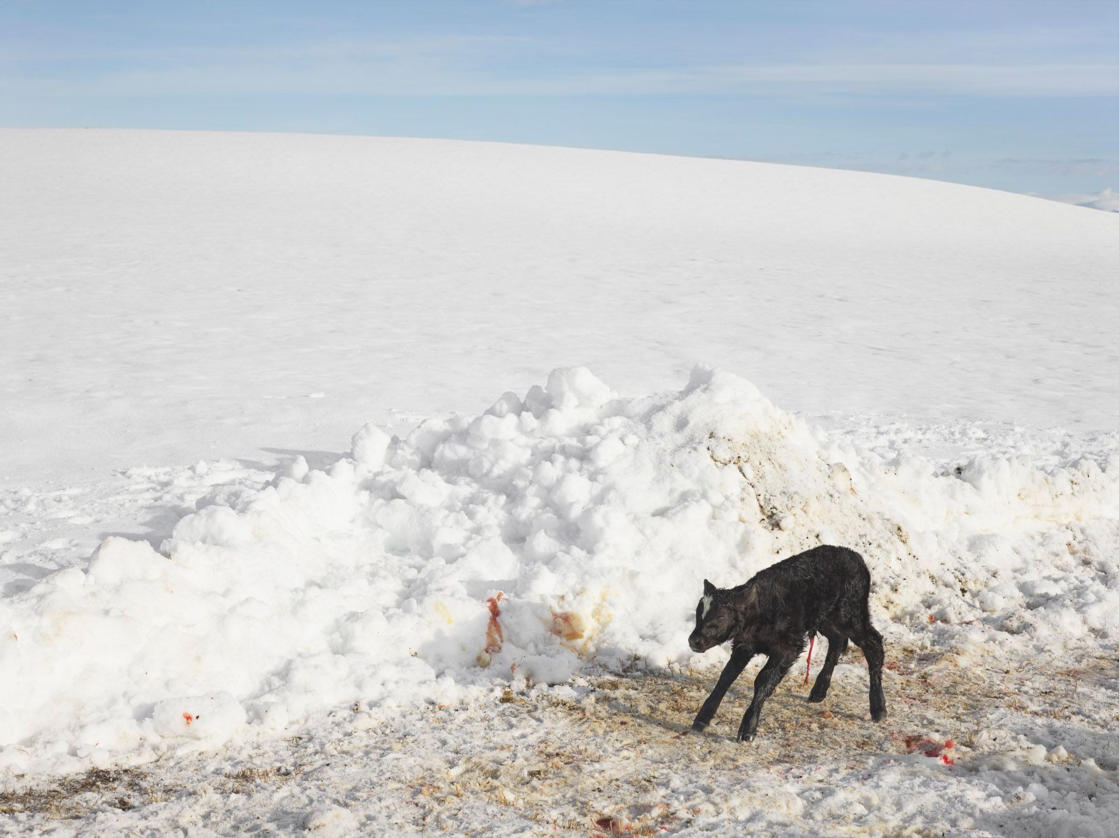 Newborn Calf, Siems Ranch, Merna, Wyoming 2013