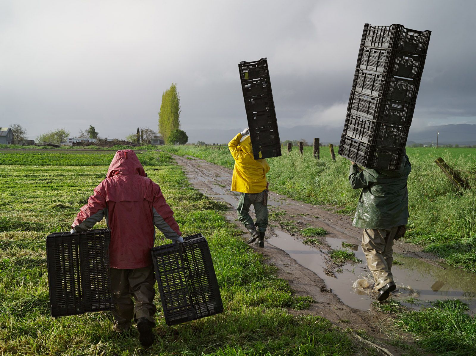Jesús, José, and Luis Harvesting Turnips and Miner’s Lettuce, Heirloom Organic Gardens, California 2011