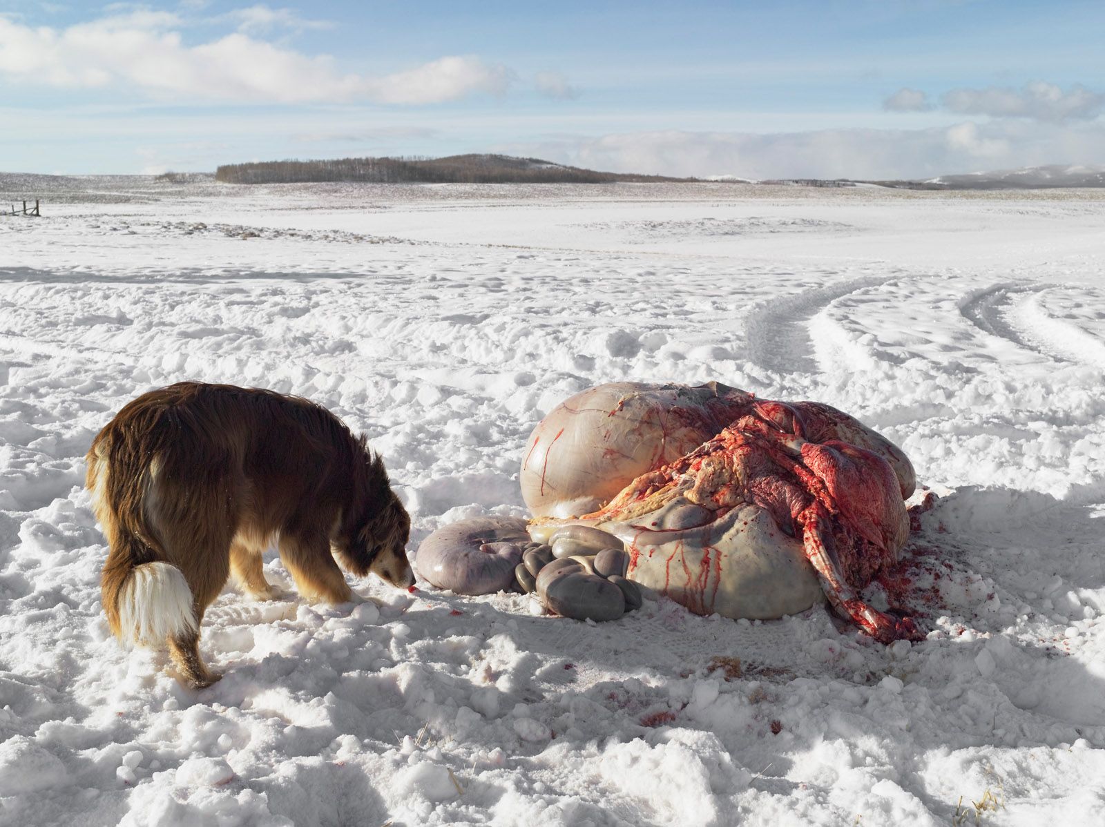 Cow Entrails, Siems Ranch, Merna, Wyoming 2010