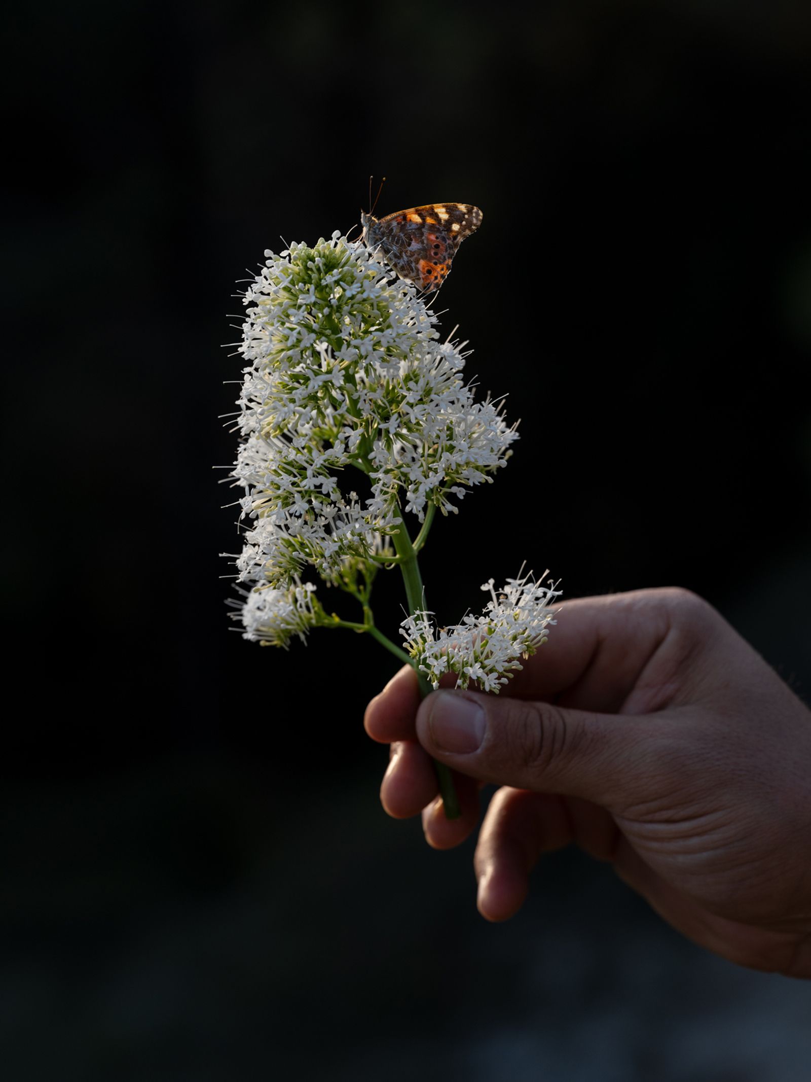 Gerard Holding a Painted Lady Butterfly, Spain, 2021