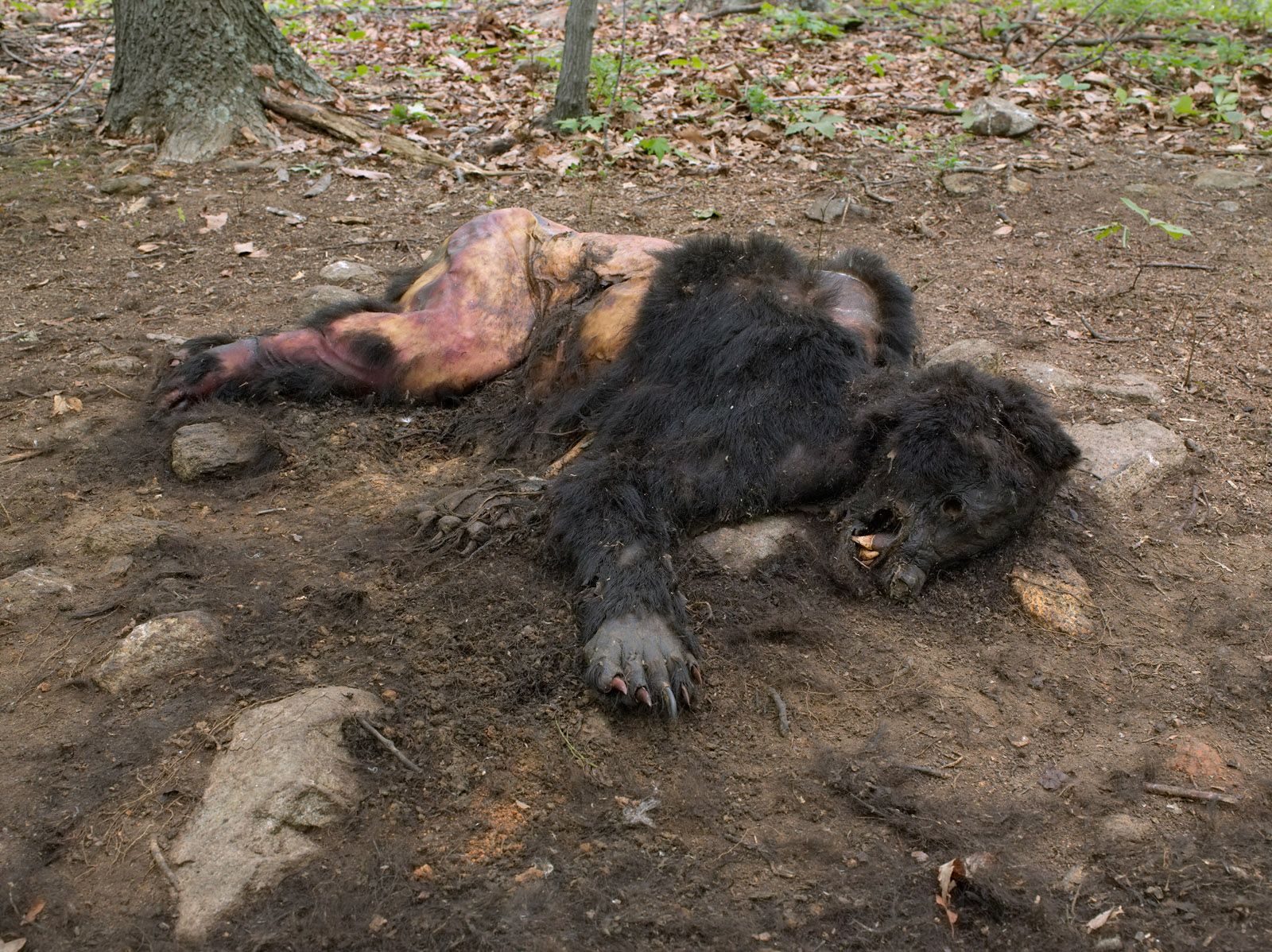 Bear, Poisoned by Neighbors, Kevin's Land, Virginia 2008