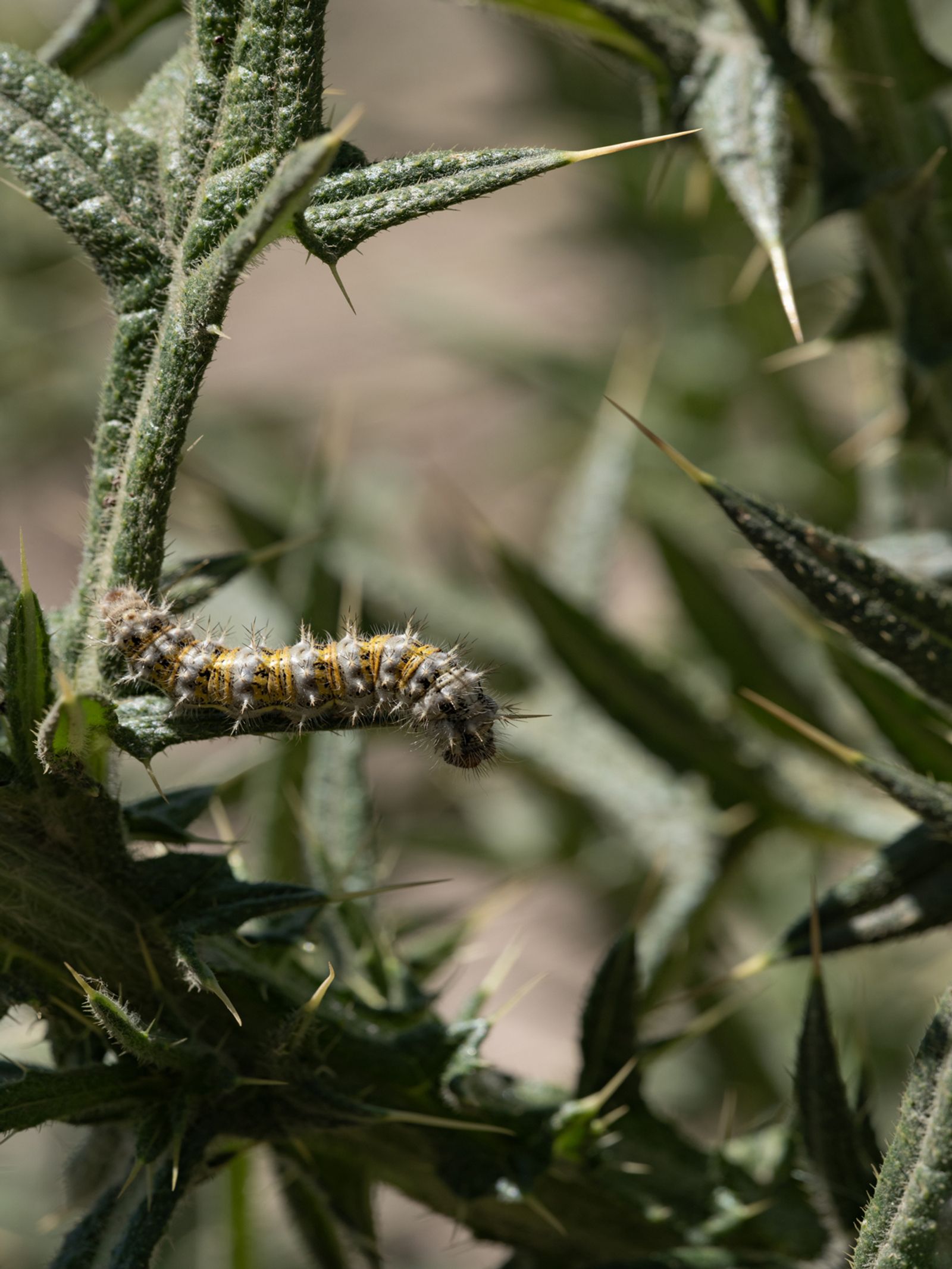 Painted Lady Caterpillar on Thistle, Spain, 2021