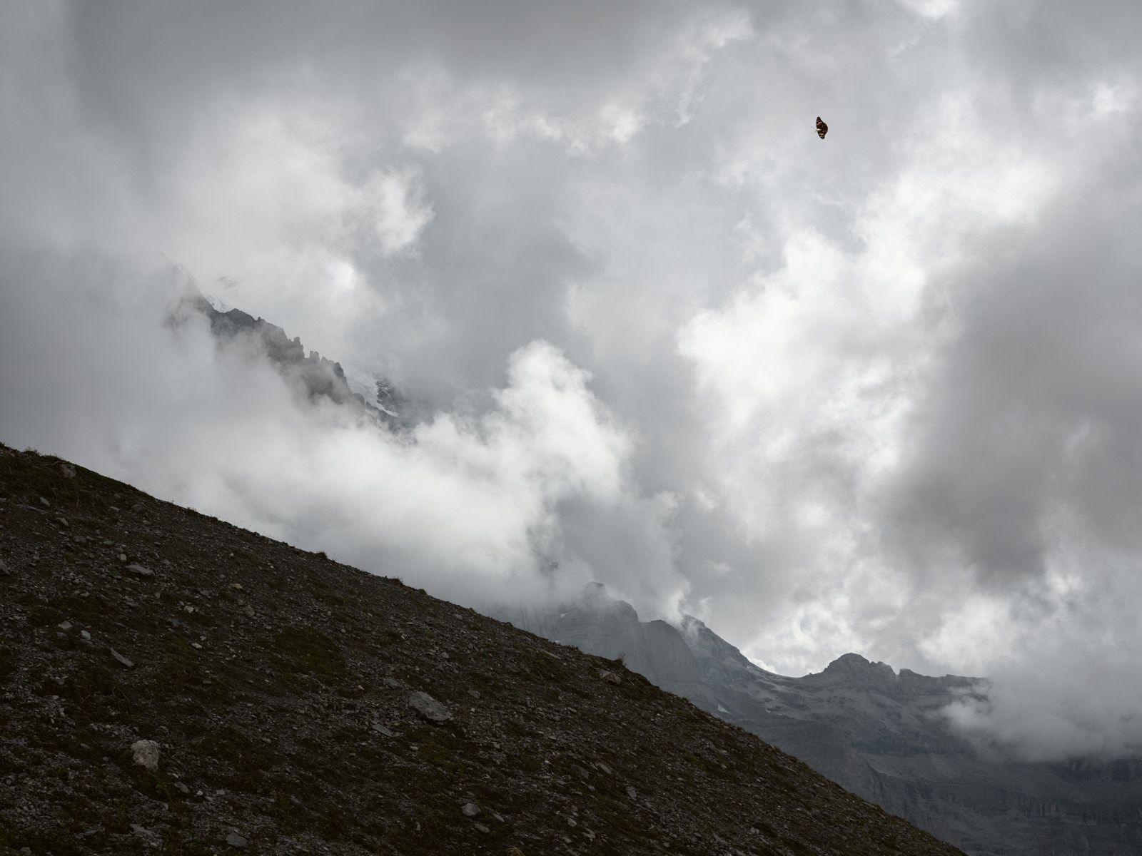 Painted Lady Butterfly by the Eiger Glacier, Switzerland, 2022